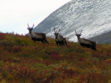 Canada-Yukon-Yukon Wildlife Safari on Horseback